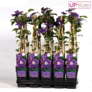 Clematis Multi Blue - Clematis Blauw - Ø15cm - ↕65cm – Bild 5