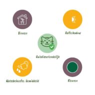 Green boutiQ - Zimmerpflanze - Calissia repens - Katzengras - Haustierfreundlich - Grün - 4 Pflanzen - Topf 12cm - Höhe 17-20cm – Bild 10