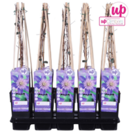 Clematis Multi Blue - Clematis Blauw - Ø15cm - ↕65cm – Bild 7