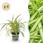 Green boutiQ - Zimmerpflanze - Chlorophytum comosum Variegatum - Katzengras - Haustierfreundlich - Bunt - 4 Pflanzen - Topf 12cm - Höhe 25-30cm