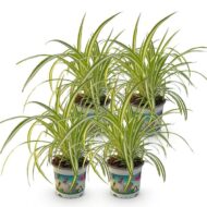 Green boutiQ - Zimmerpflanze - Chlorophytum comosum Variegatum - Katzengras - Haustierfreundlich - Bunt - 4 Pflanzen - Topf 12cm - Höhe 25-30cm – Bild 2
