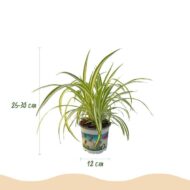 Green boutiQ - Zimmerpflanze - Chlorophytum comosum Variegatum - Katzengras - Haustierfreundlich - Bunt - 4 Pflanzen - Topf 12cm - Höhe 25-30cm – Bild 3