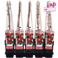 Clematis Niobe - H65cm - Ø15 – Bild 4