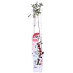 Clematis Nubia - Clematis Evison Rot - Ø15cm - ↕65cm - Ø15 - ↨65cm