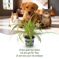 Green boutiQ - Zimmerpflanze - Chlorophytum comosum Variegatum - Katzengras - Haustierfreundlich - Bunt - 4 Pflanzen - Topf 12cm - Höhe 25-30cm – Bild 5