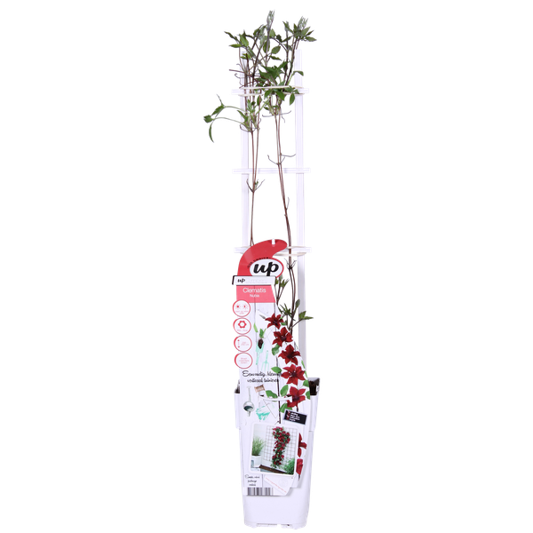 thumbnail_600-148 Clematis Nubia - Clematis Evison Rot - Ø15cm - ↕65cm - Ø15 - ↨65cm – Bild 1
