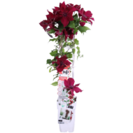 Clematis Nubia - Clematis Evison Rot - Ø15cm - ↕65cm - Ø15 - ↨65cm – Bild 3