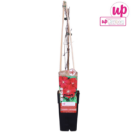 Clematis Hagley Hybrid - Clematis Rood - Ø15cm - H65cm – Bild 4