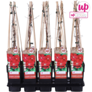 Clematis Hagley Hybrid - Clematis Rood - Ø15cm - H65cm – Bild 5