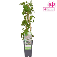 Fallopia baldschuanica - Brautschleier - Ø15cm - H65cm – Bild 3