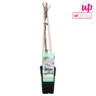 Fallopia baldschuanica - Brautschleier - Ø15cm - H65cm – Bild 4