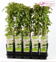 Fallopia baldschuanica - Brautschleier - Ø15cm - H65cm – Bild 5