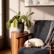 Green boutiQ - Zimmerpflanze - Maranta Fascinator Tricolour - Gebets Pflanze - Haustierfreundlich - Grün - 4 Pflanzen - Topf 12cm - Höhe 30-35cm – Bild 4