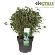 Fargesia 'Moontears'® Boobux - Ø29cm - H70cm – Bild 7