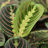 Green boutiQ - Zimmerpflanze - Maranta Fascinator Tricolour - Gebets Pflanze - Haustierfreundlich - Grün - 4 Pflanzen - Topf 12cm - Höhe 30-35cm – Bild 5