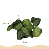 Green boutiQ - Zimmerpflanze - Maranta Fascinator Silverband - Gebetspflanze - Haustierfreundlich - Grün - 4 Pflanzen - Topf 12cm - Höhe 30-35cm – Bild 3