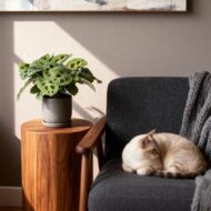 Green boutiQ - Zimmerpflanze - Maranta Fascinator Kerchoveana - Gebetsblatt - Haustierfreundlich - Grün - 4 Pflanzen - Topf 12cm - Höhe 30-35cm – Bild 4