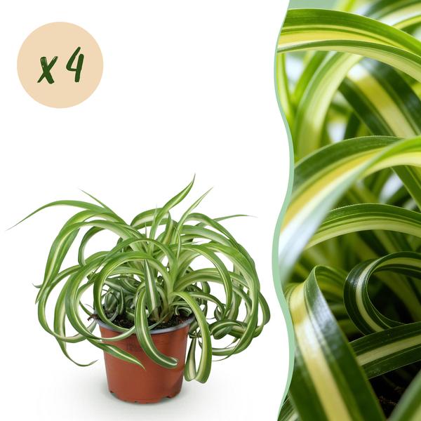 thumbnail_600-199 Green boutiQ - Zimmerpflanze - Chlorophytum comosum Bonnie - Krause Graslilie - Haustierfreundlich - Bunt - 4 Pflanzen - Topf 12cm - Höhe 20-25cm – Bild 1
