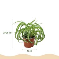 Green boutiQ - Zimmerpflanze - Chlorophytum comosum Bonnie - Krause Graslilie - Haustierfreundlich - Bunt - 4 Pflanzen - Topf 12cm - Höhe 20-25cm – Bild 3