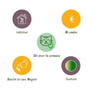 Green boutiQ - Zimmerpflanze - Chlorophytum comosum Bonnie - Krause Graslilie - Haustierfreundlich - Bunt - 4 Pflanzen - Topf 12cm - Höhe 20-25cm – Bild 8