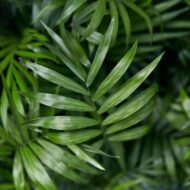 Green boutiQ - Zimmerpflanze - Chamaedorea elegans - Goldpalme - Haustierfreundlich - Grün - 4 Pflanzen - Topf 12cm - Höhe 35-40cm – Bild 5