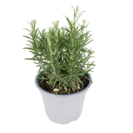 Gartenkräuter-Mischung  Ø14 cm – Höhe 18 cm