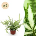 Green boutiQ - Zimmerpflanze - Pteris cretica Albolineata - Bandfarn - Haustierfreundlich - Bunt - 4 Pflanzen - Topf 12cm - Höhe 28-30cm