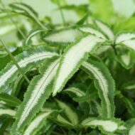 Green boutiQ - Zimmerpflanze - Pteris cretica Albolineata - Bandfarn - Haustierfreundlich - Bunt - 4 Pflanzen - Topf 12cm - Höhe 28-30cm – Bild 5