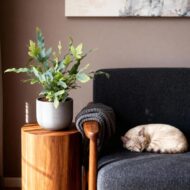 Green boutiQ - Zimmerpflanze - Phlebodium aureum Blue Star - Blaue Farn - Haustierfreundlich - Blau - 4 Pflanzen - Topf 12cm - Höhe 25-30cm – Bild 4