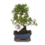 Bonsai 'Sageretia' Gr.S Ø15cm - H15cm