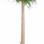 Beaucarnea XXL - 200cm - 180cm