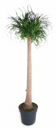 Beaucarnea XXL - 200cm - 180cm