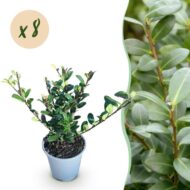 GreenboutiQ - Heckenpflanzen - Ilex crenata Caroline Upright - Blatt Grün - 8 Pflanzen - 1 Laufender Meter - Immergrün - Topf 9cm Höhe 25-30cm