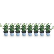 GreenboutiQ - Heckenpflanzen - Ilex crenata Caroline Upright - Blatt Grün - 8 Pflanzen - 1 Laufender Meter - Immergrün - Topf 9cm Höhe 25-30cm – Bild 2