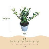 GreenboutiQ - Heckenpflanzen - Ilex crenata Caroline Upright - Blatt Grün - 8 Pflanzen - 1 Laufender Meter - Immergrün - Topf 9cm Höhe 25-30cm – Bild 3
