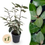 GreenboutiQ - Heckenpflanzen - Eleagnus ebbingei Compacta - Blatt Grau - 8 Pflanzen - 1 Laufende Meter - Immergrün - Topf 9cm Höhe 30-35cm