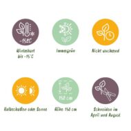 GreenboutiQ - Heckenpflanzen - Eleagnus ebbingei Compacta - Blatt Grau - 8 Pflanzen - 1 Laufende Meter - Immergrün - Topf 9cm Höhe 30-35cm – Bild 6