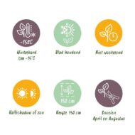 GreenboutiQ - Heckenpflanzen - Eleagnus ebbingei Compacta - Blatt Grau - 8 Pflanzen - 1 Laufende Meter - Immergrün - Topf 9cm Höhe 30-35cm – Bild 10