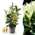 GreenboutiQ - Heckenpflanzen - Euonymus japonica Paloma Blanca - Blatt Grün und Weiß - 8 Pflanzen - 1 Laufender Meter - Immergrün - Topf 9cm Höhe 30-35cm
