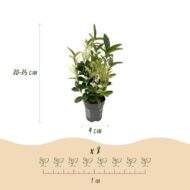 GreenboutiQ - Heckenpflanzen - Euonymus japonica Paloma Blanca - Blatt Grün und Weiß - 8 Pflanzen - 1 Laufender Meter - Immergrün - Topf 9cm Höhe 30-35cm – Bild 3