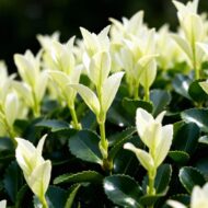 GreenboutiQ - Heckenpflanzen - Euonymus japonica Paloma Blanca - Blatt Grün und Weiß - 8 Pflanzen - 1 Laufender Meter - Immergrün - Topf 9cm Höhe 30-35cm – Bild 4