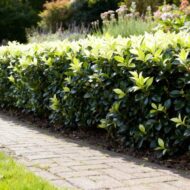 GreenboutiQ - Heckenpflanzen - Euonymus japonica Paloma Blanca - Blatt Grün und Weiß - 8 Pflanzen - 1 Laufender Meter - Immergrün - Topf 9cm Höhe 30-35cm – Bild 5