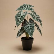Alocasia Busch im Topf 40 cm - Kunstpflanze – Bild 3