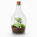 Open terrarium Joss - Calathea Makoyana & Fittonia white Tiger - ↑ 30 cm