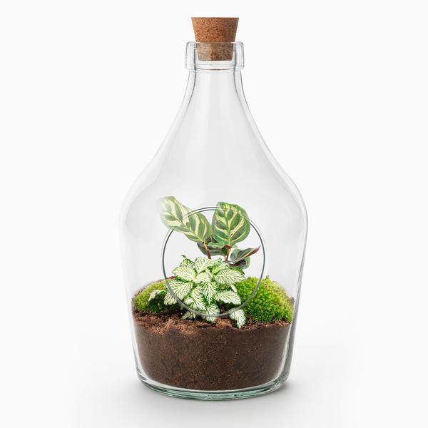 thumbnail_600-34 Open terrarium Joss - Calathea Makoyana & Fittonia white Tiger - ↑ 30 cm – Bild 1