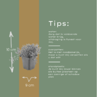 12x thymus serpyllum - ↕10-25cm - Ø9cm – Bild 5