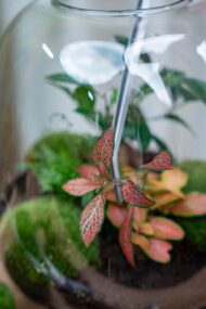 Terrarium pincet - Metaal - 26 cm lang – Bild 3