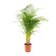 Areca-Palme - Ø21cm - H130cm – Bild 9
