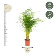 Areca-Palme - Ø21cm - H130cm – Bild 10