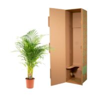 Areca-Palme - Ø21cm - H130cm – Bild 11